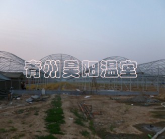 連棟大棚