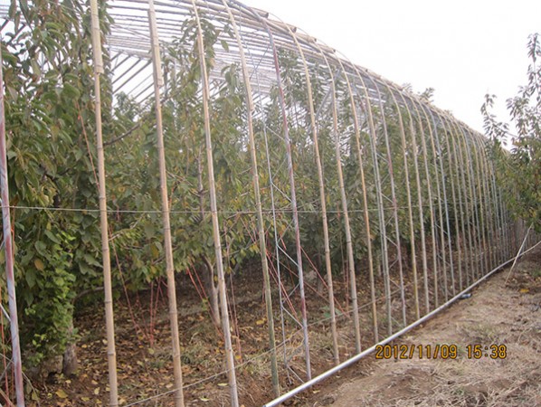 果樹(shù)大棚